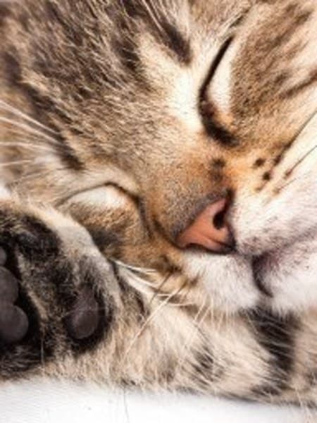 Sleep Well Essential Oil Blend